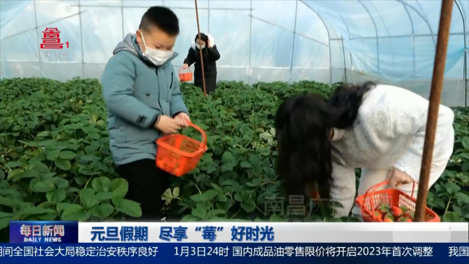 元旦假期 尽享“莓”好时光
