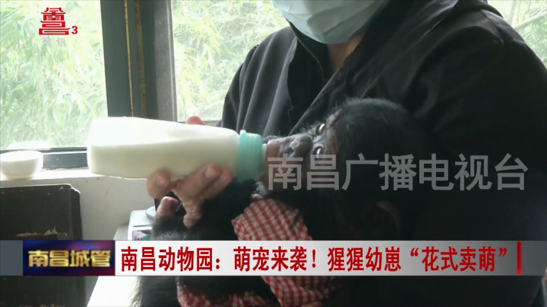 南昌动物园：萌宠来袭！猩猩幼崽“花式卖萌”