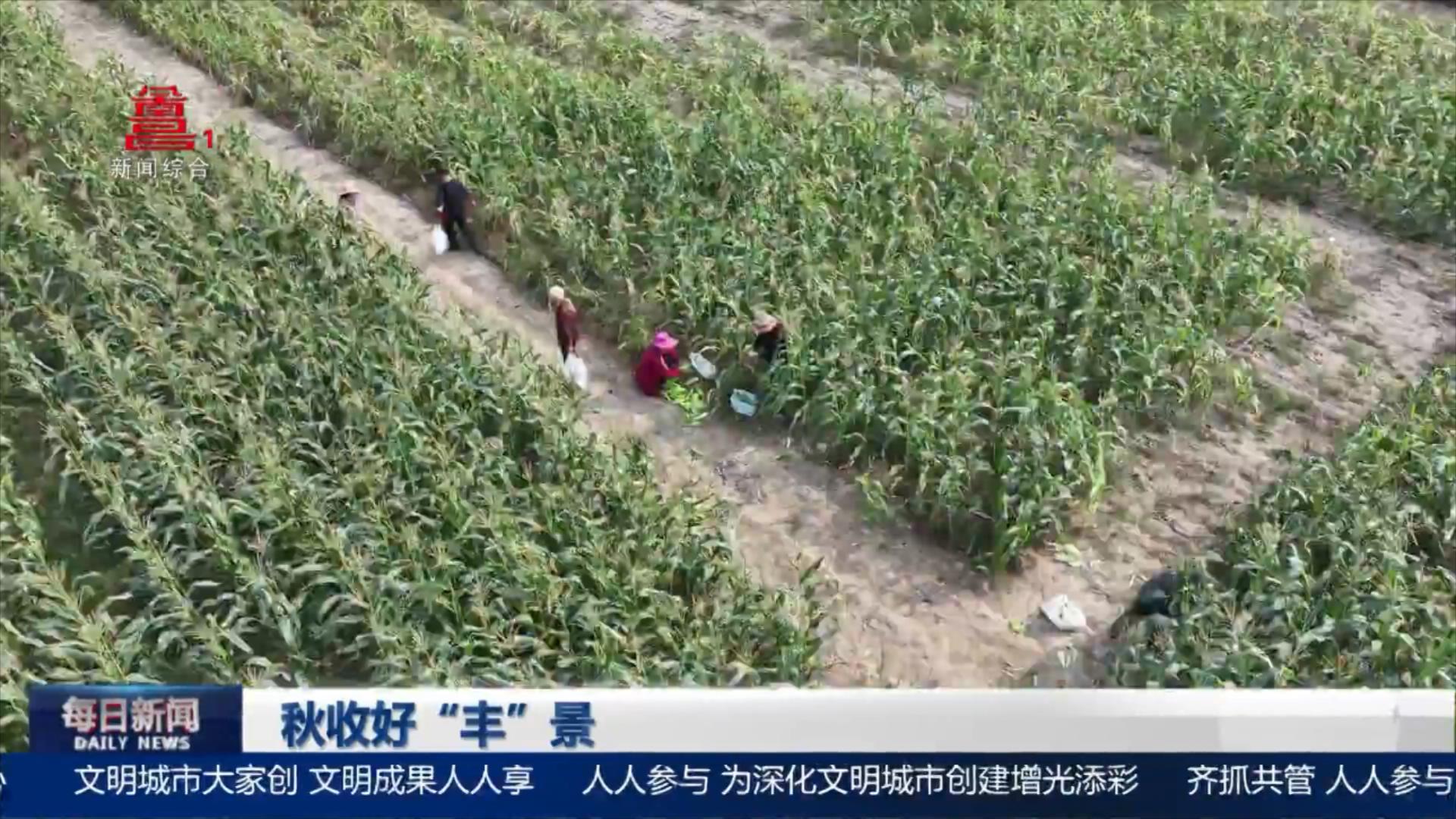 秋收好“丰”景