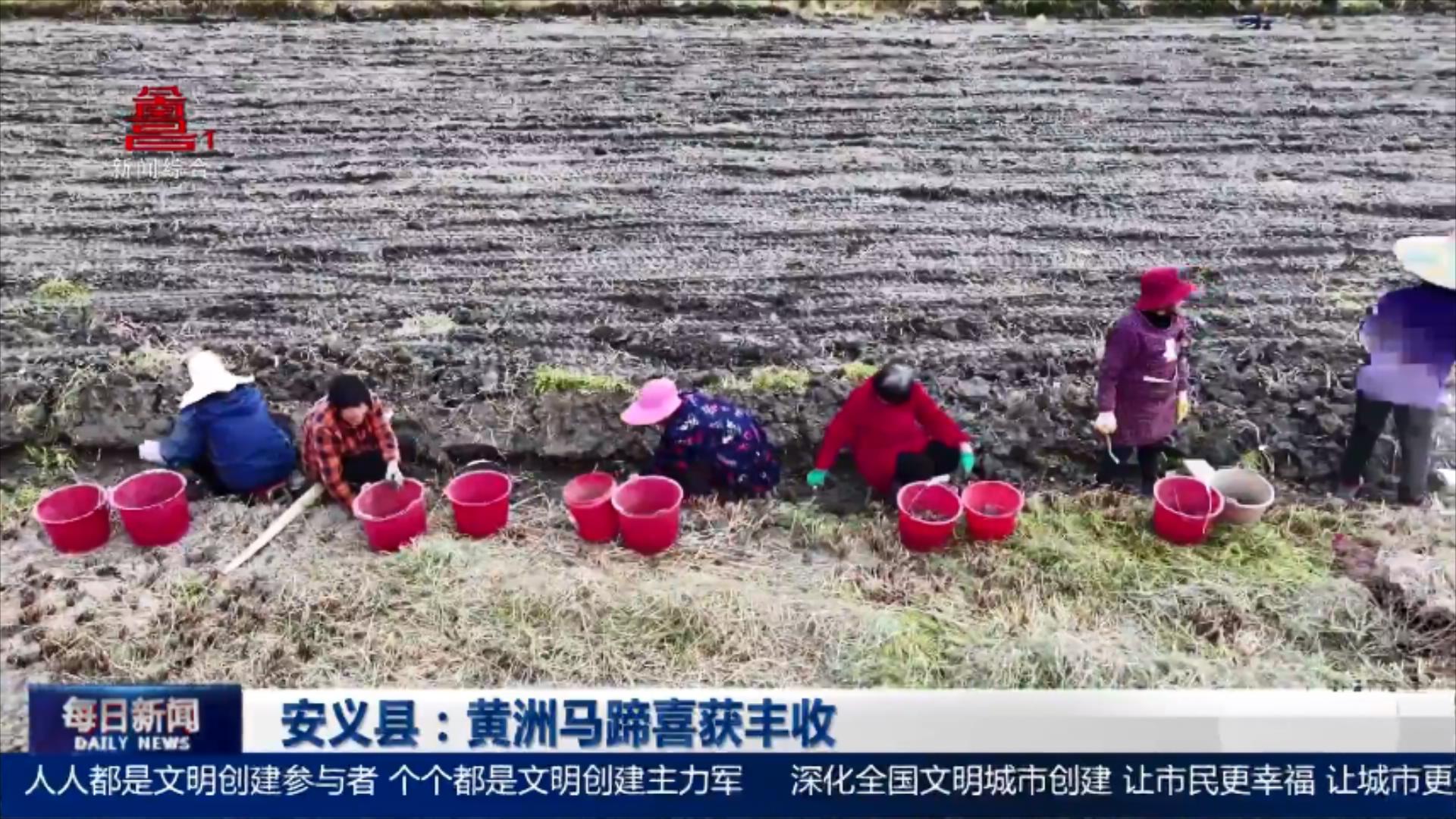 安义县：黄洲马蹄喜获丰收