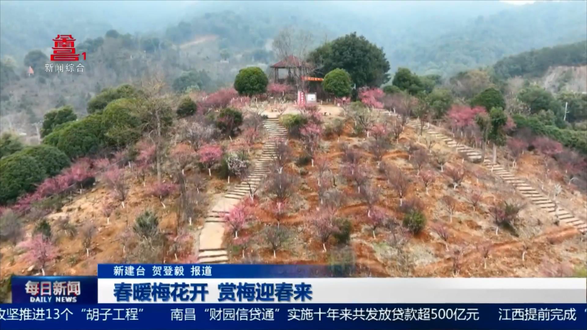 春暖梅花开 赏梅迎春来