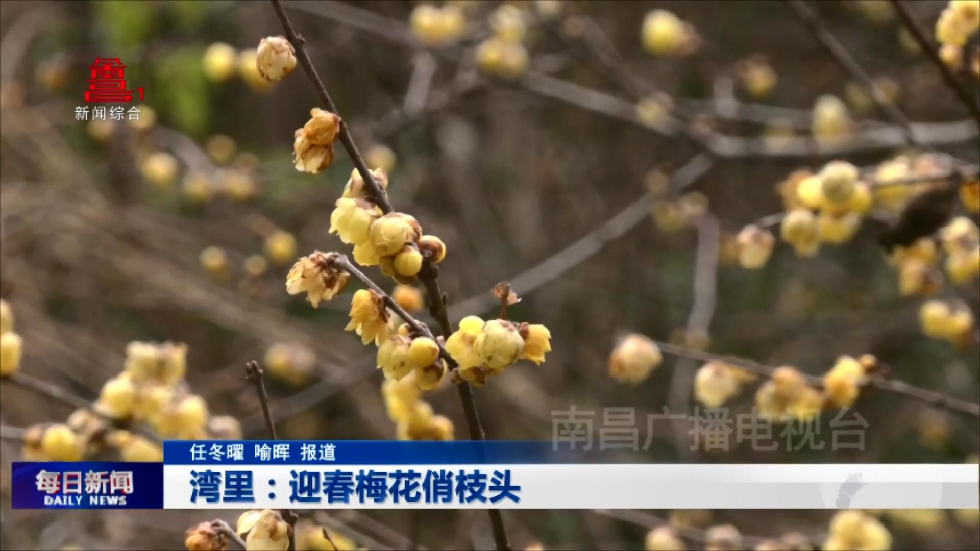 湾里：迎春梅花俏枝头