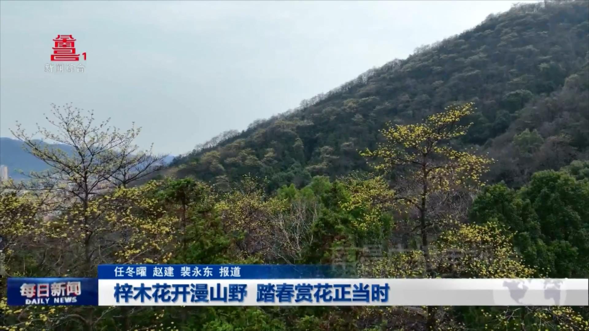 梓木花开漫山野 踏春赏花正当时