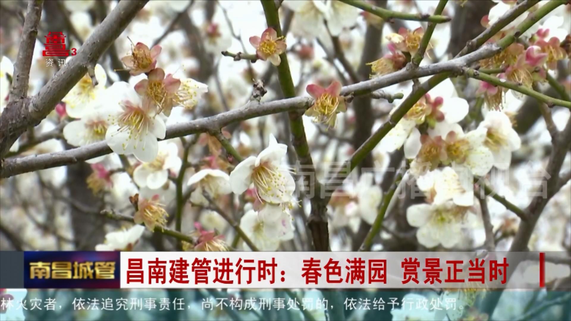 昌南建管进行时：春色满园 赏景正当时