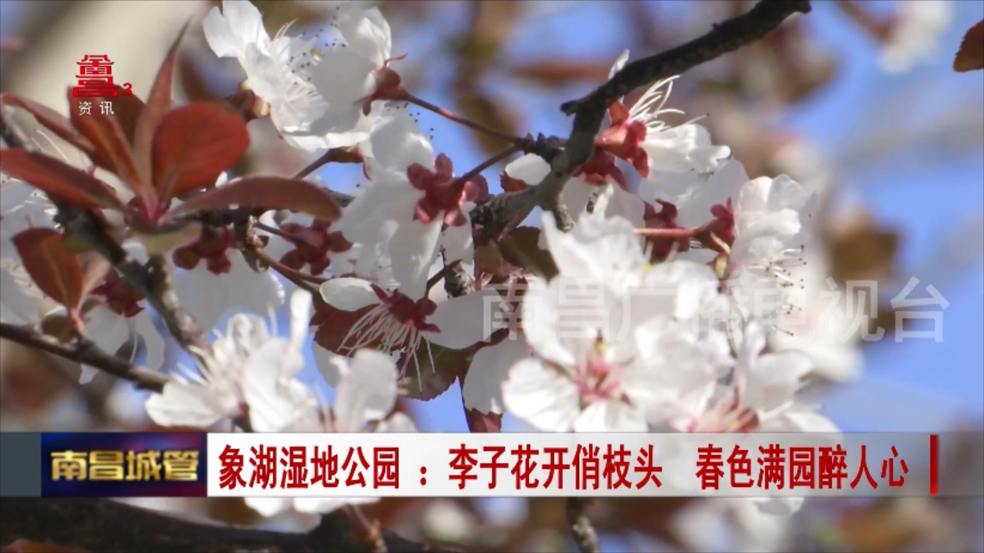 象湖湿地公园：李子花开俏枝头 春色满园醉人心