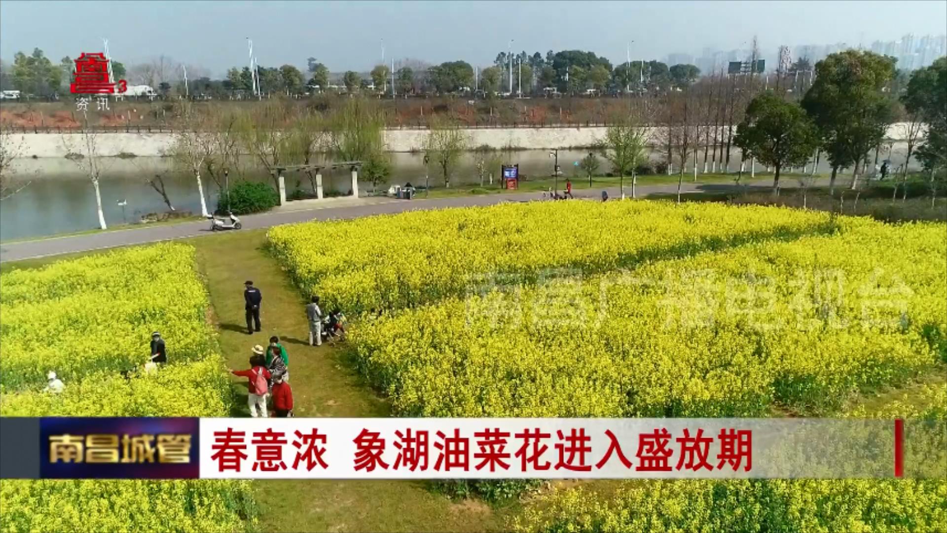 春意浓 象湖油菜花进入盛放期