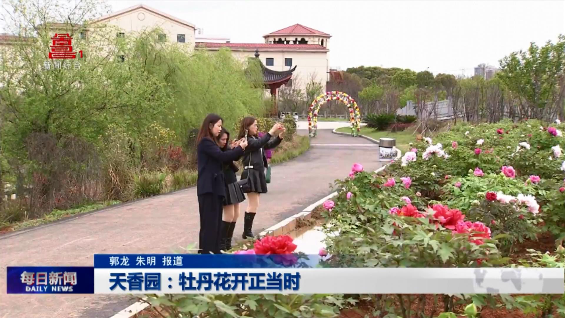 天香园：牡丹花开正当时
