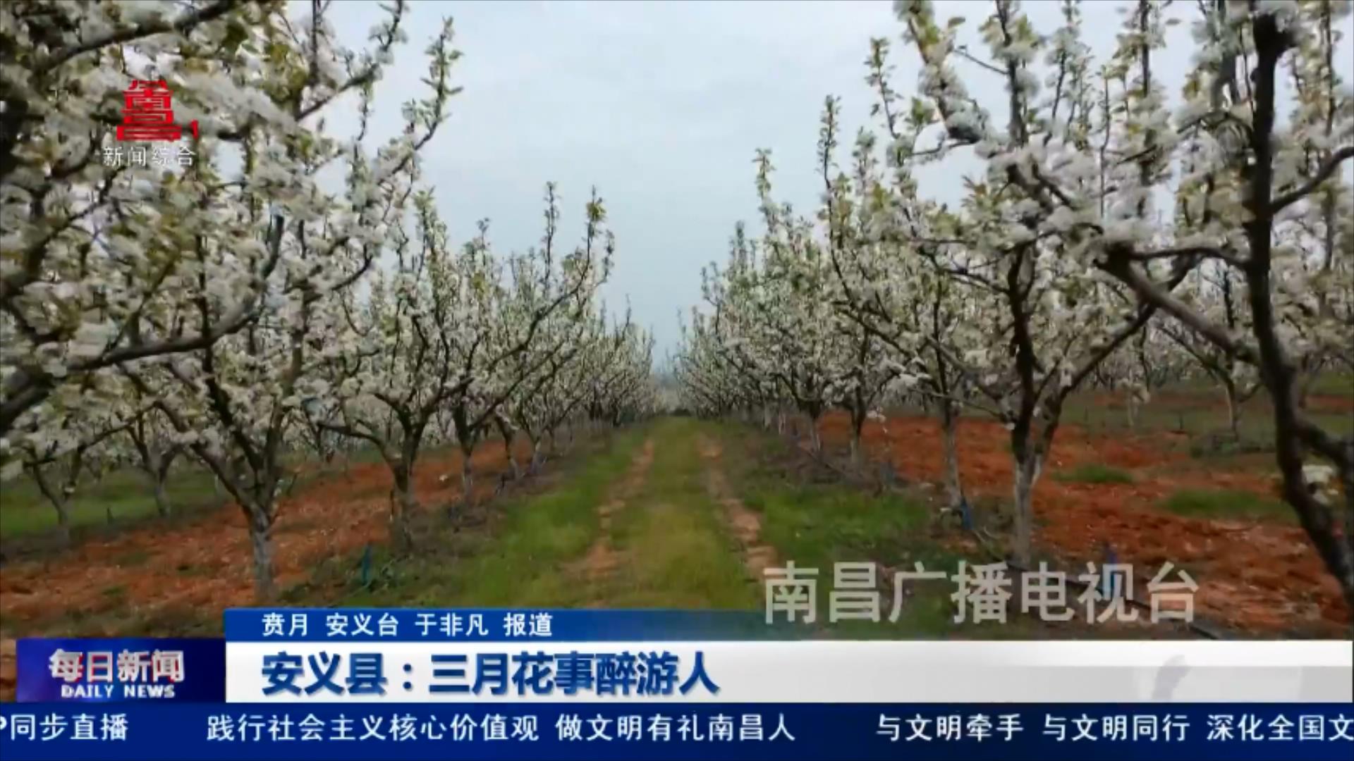 安义县：三月花事醉游人