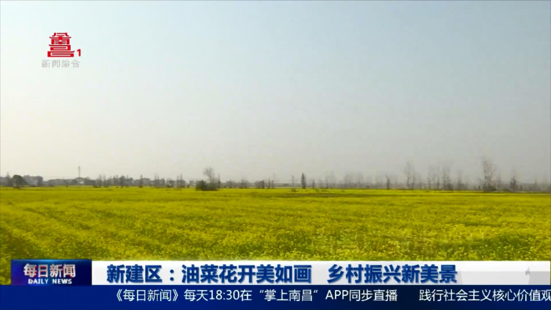 新建区：油菜花开美如画 乡村振兴新美景