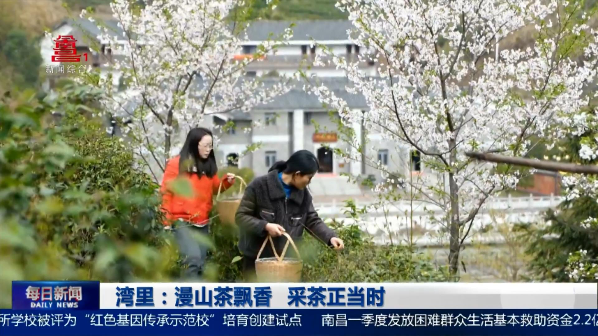 湾里：漫山茶飘香 采茶正当时