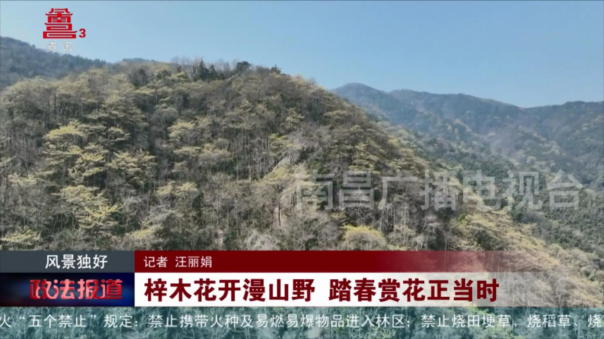 梓木花开漫山野 踏春赏花正当时