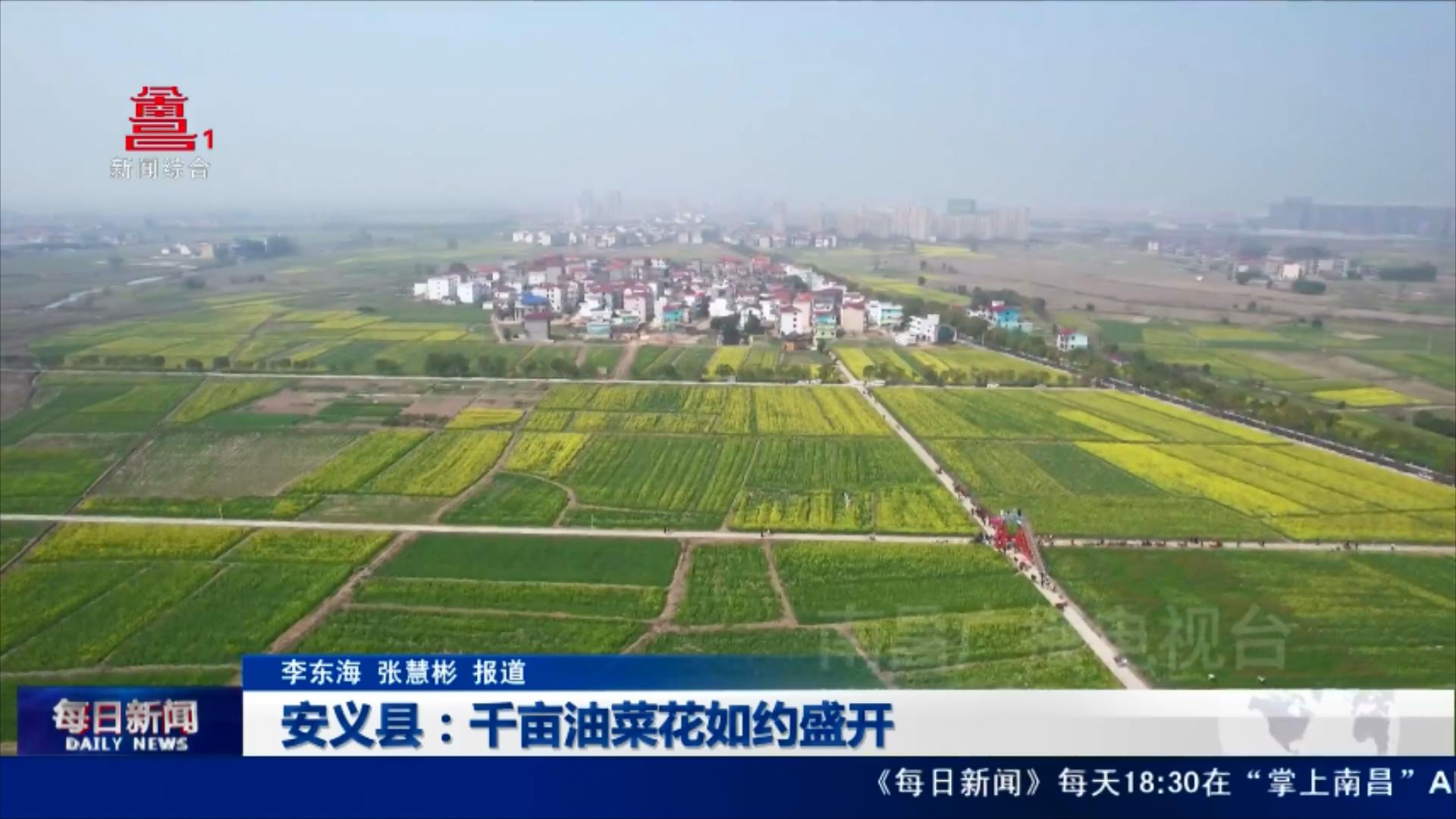 安义县：千亩油菜花如约盛开