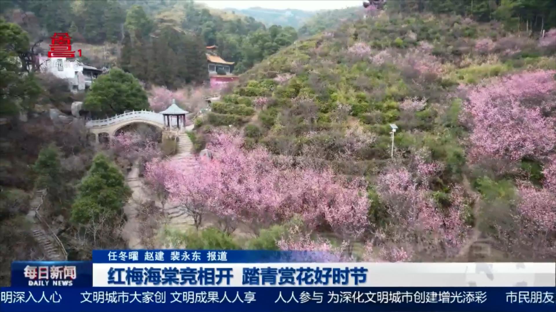 红梅海棠竞相开 踏青赏花好时节