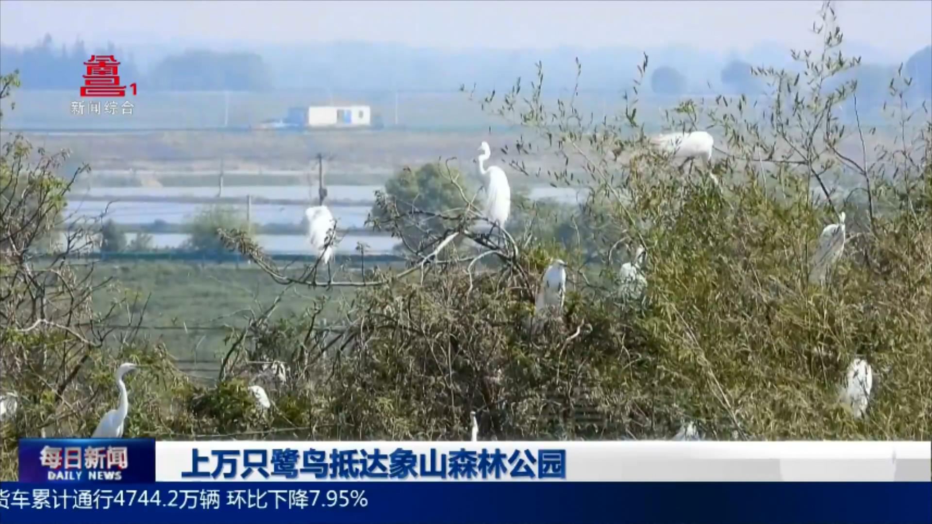 上万只鹭鸟抵达象山森林公园