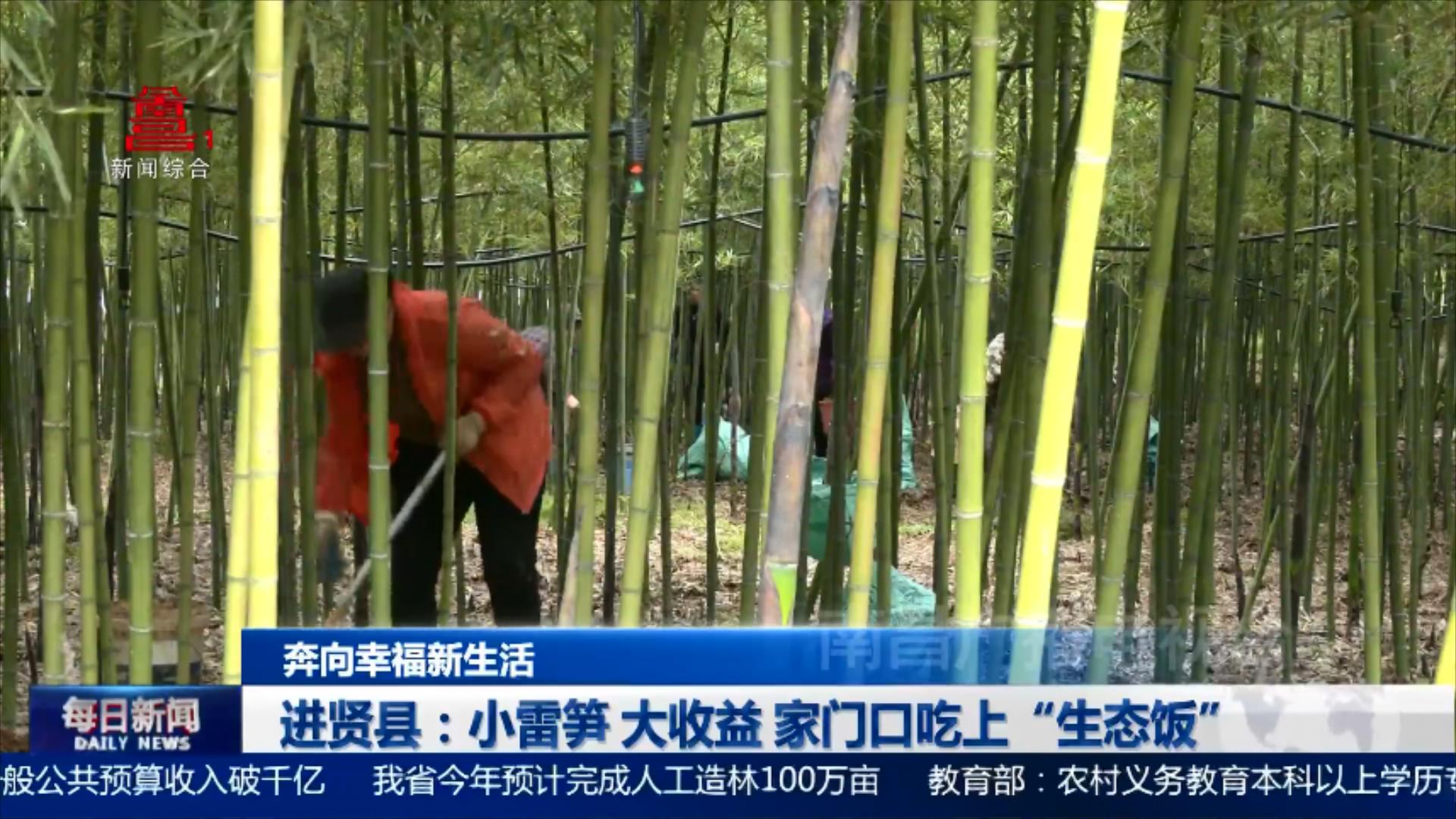 进贤县：小雷笋 大收益 家门口吃上“生态饭”