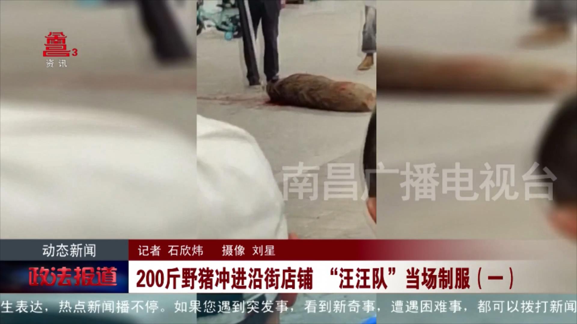 200斤野猪冲进沿街店铺 “汪汪队”当场制服