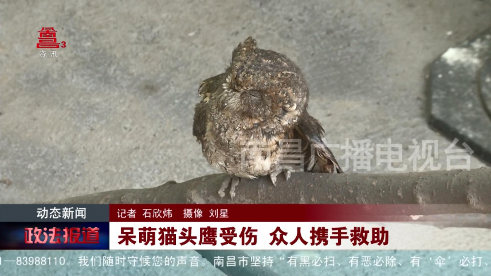 呆萌猫头鹰受伤 众人携手救助