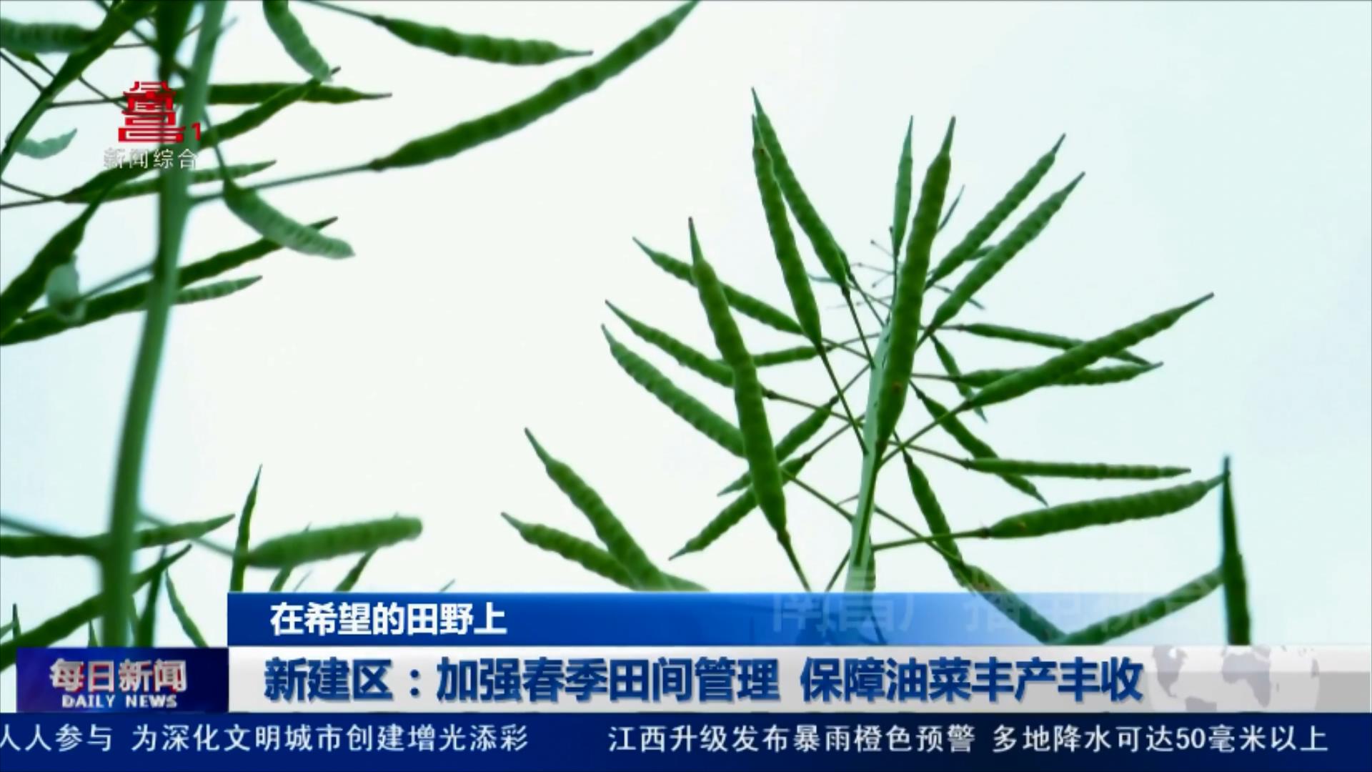 新建区：加强春季田间管理  保障油菜丰产丰收