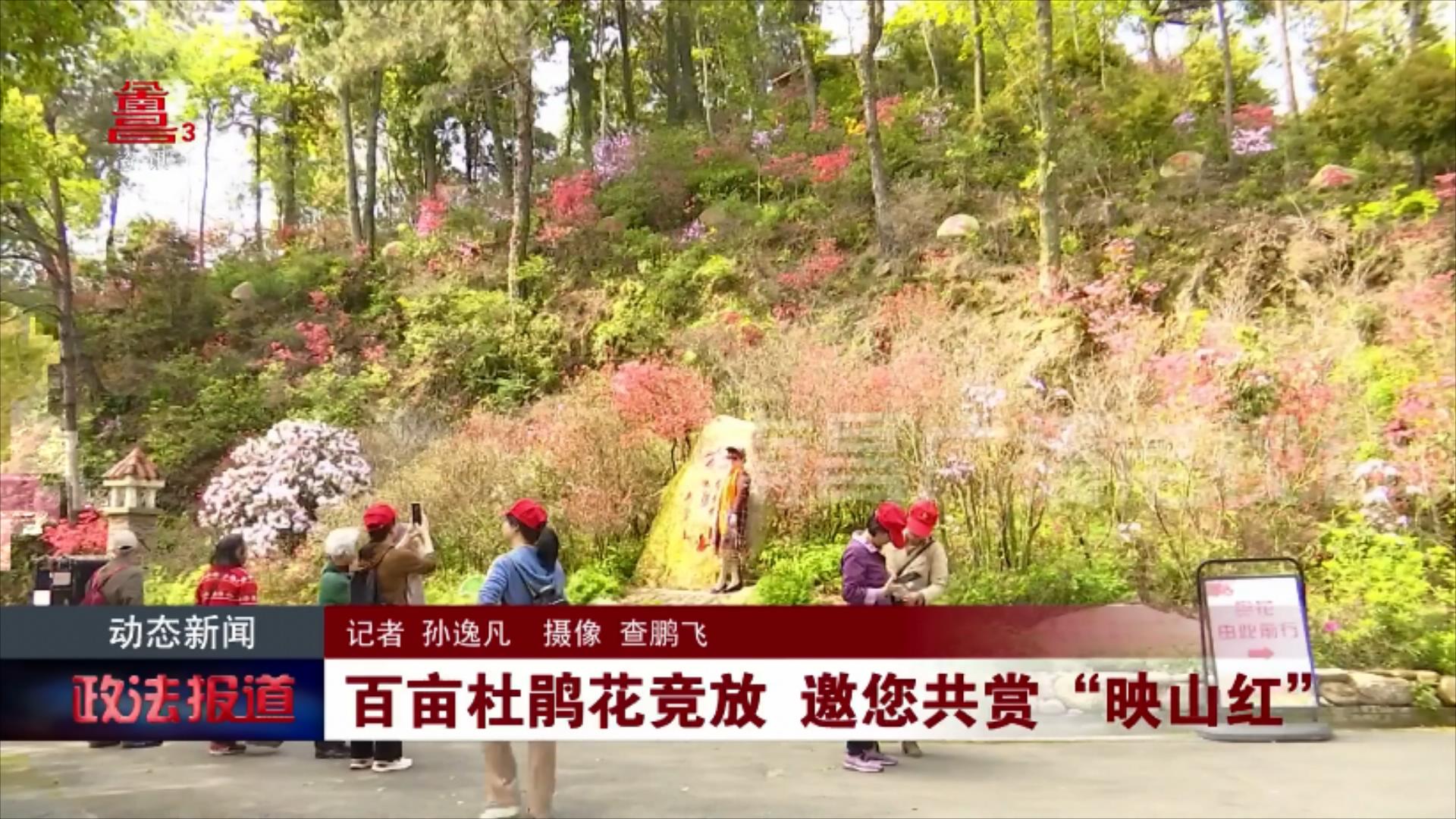 百亩杜鹃竞放邀您共赏“映山红”