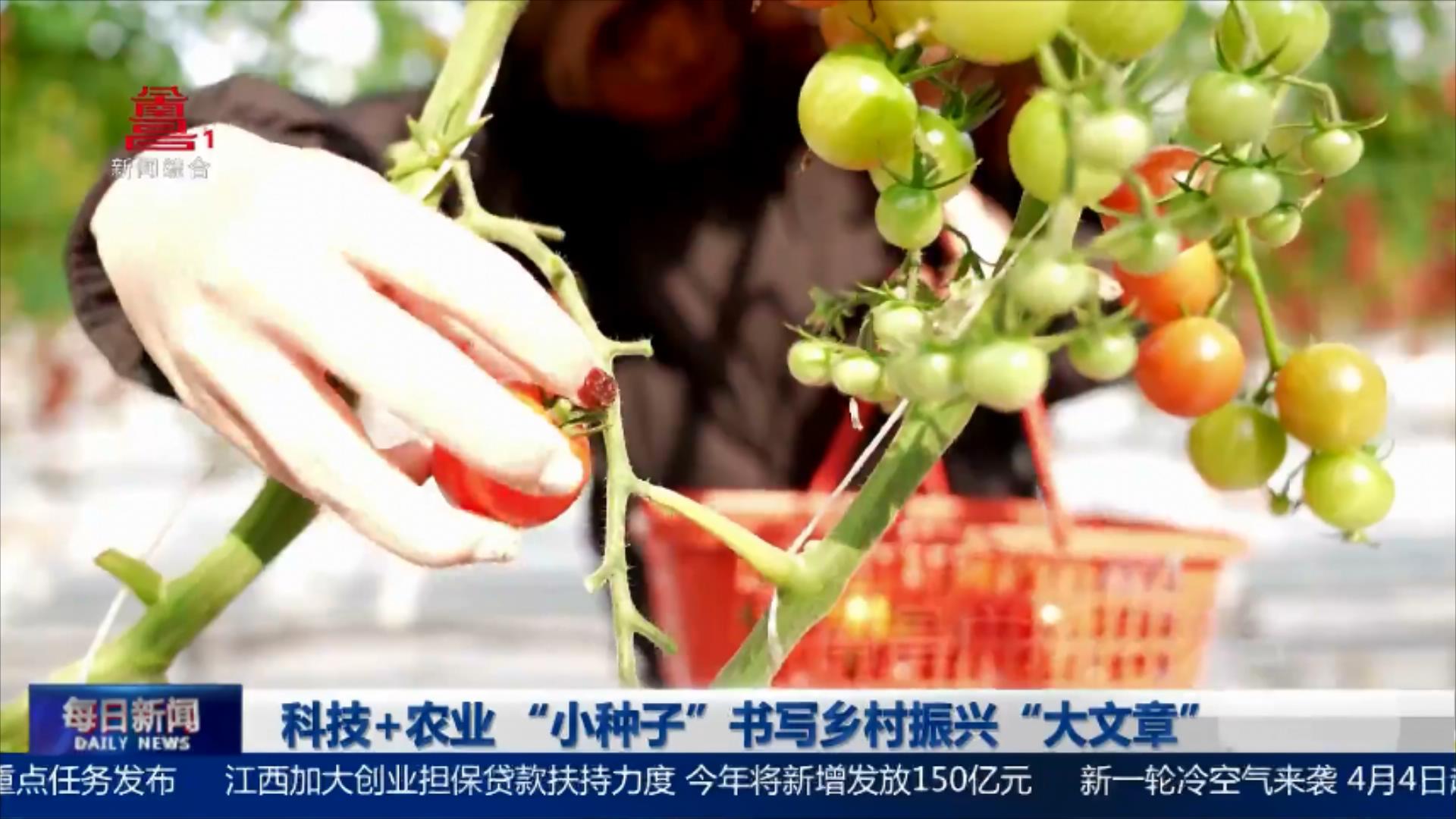 科技+农业 “小种子”书写乡村振兴“大文章”