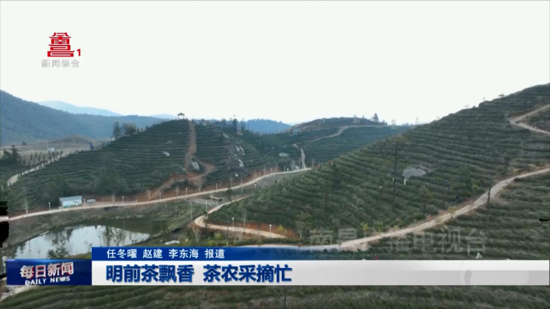 明前茶飘香 茶农采摘忙