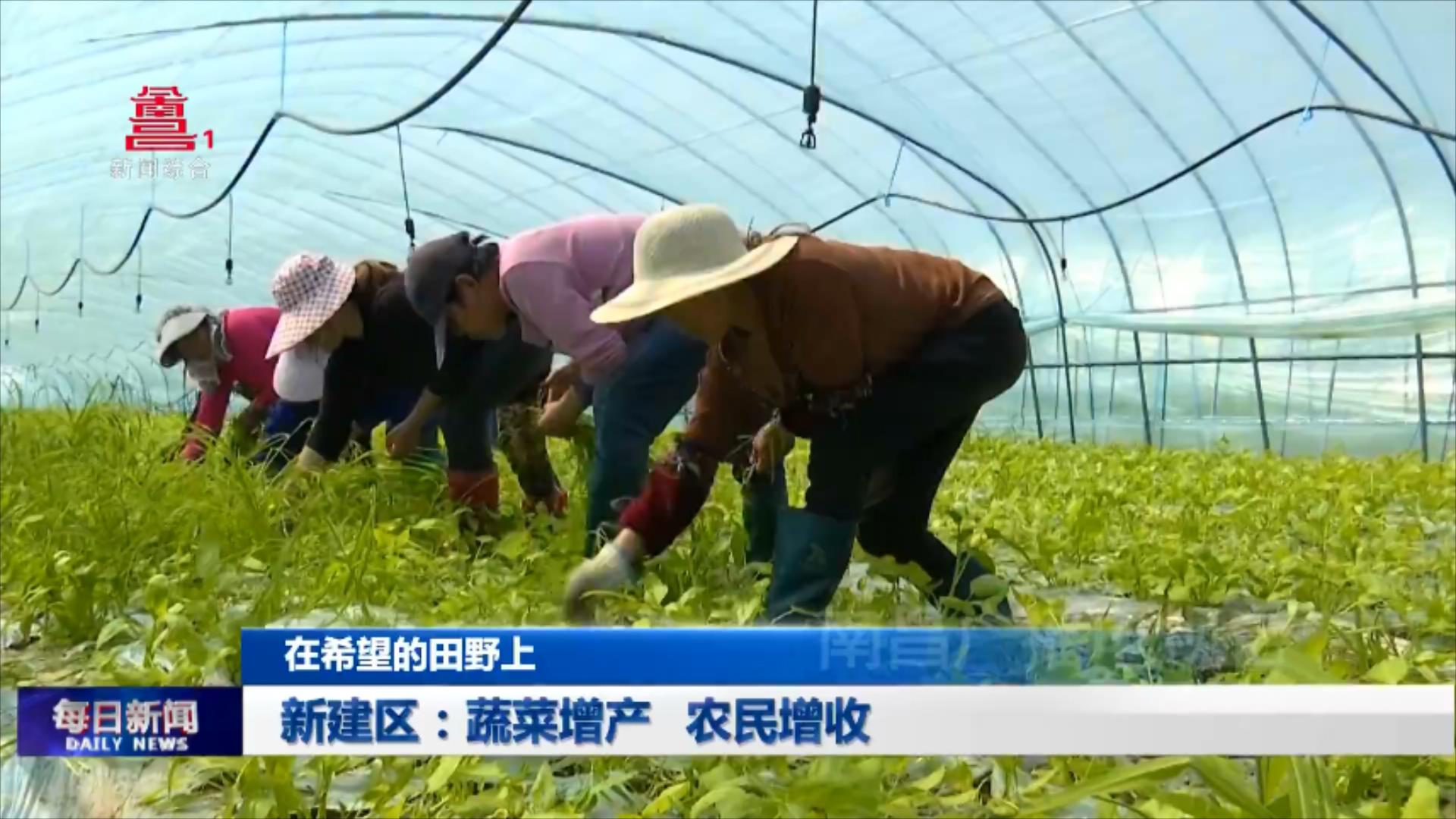 新建区：蔬菜增产  农民增收