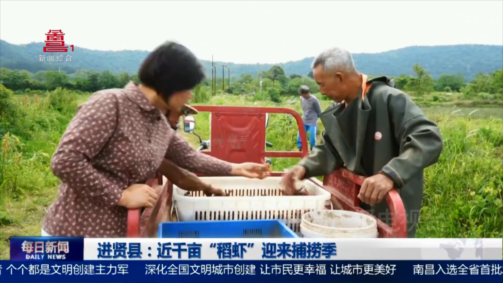 进贤县：近千亩“稻虾”迎来捕捞季