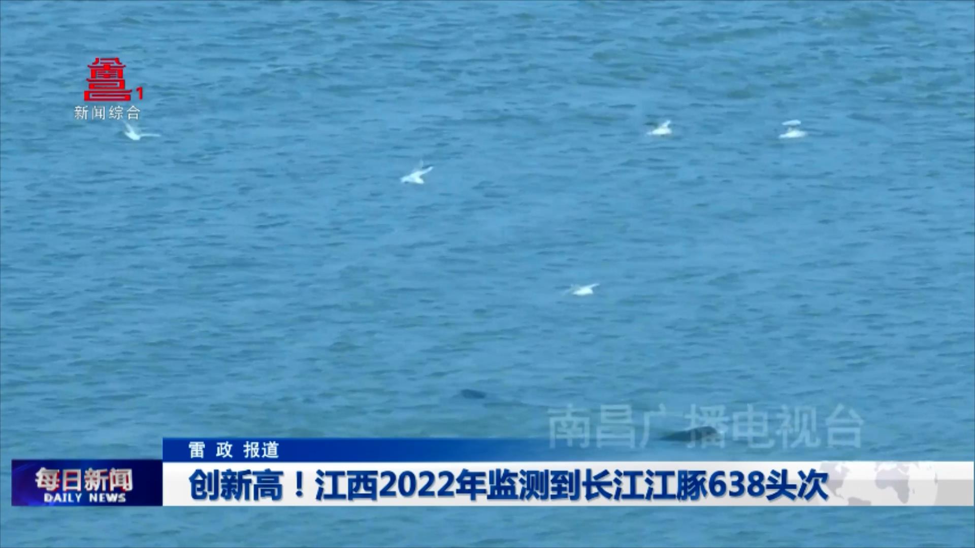 创新高！江西2022年监测到长江江豚638头次