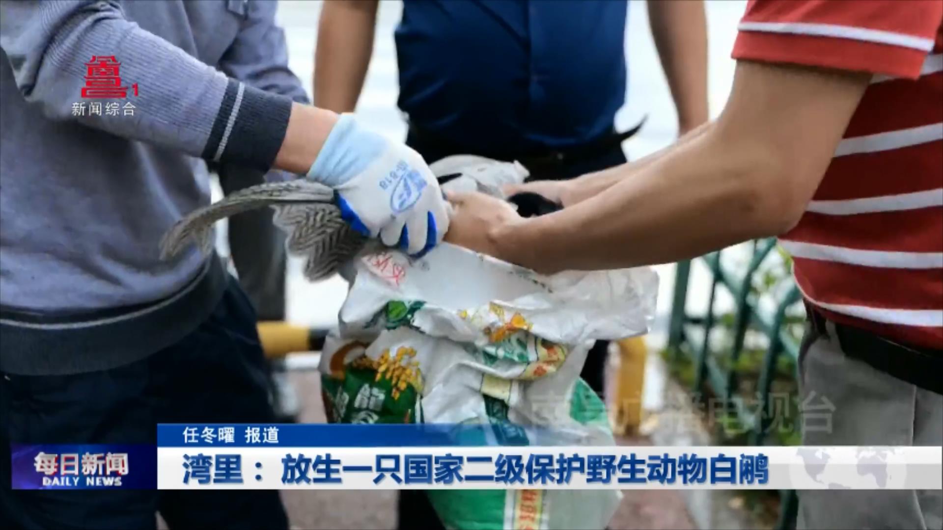 湾里： 放生一只国家二级保护野生动物白鹇