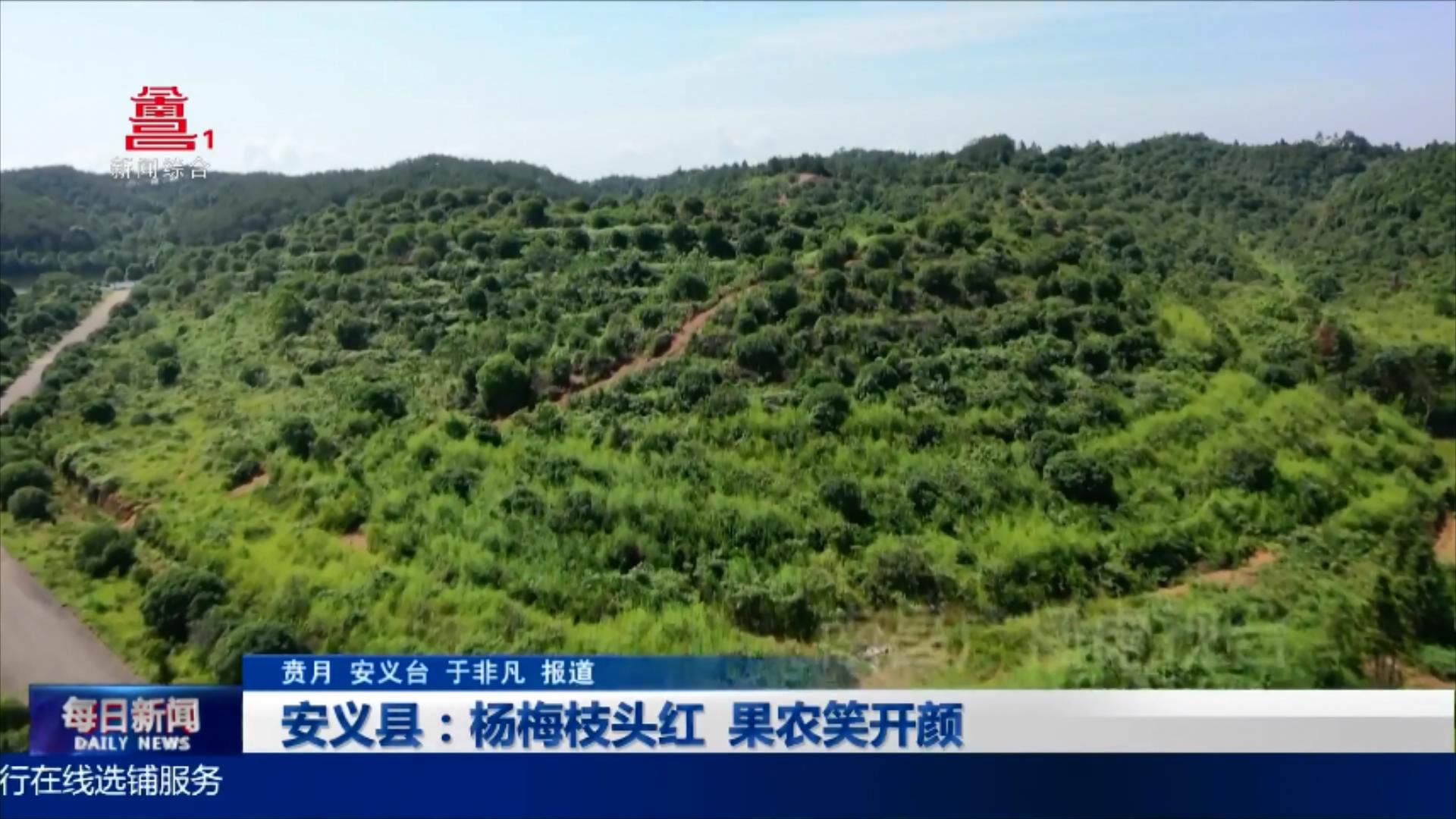 安义县：杨梅枝头红 果农笑开颜