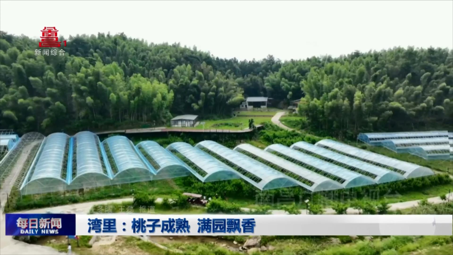 湾里：桃子成熟 满园飘香