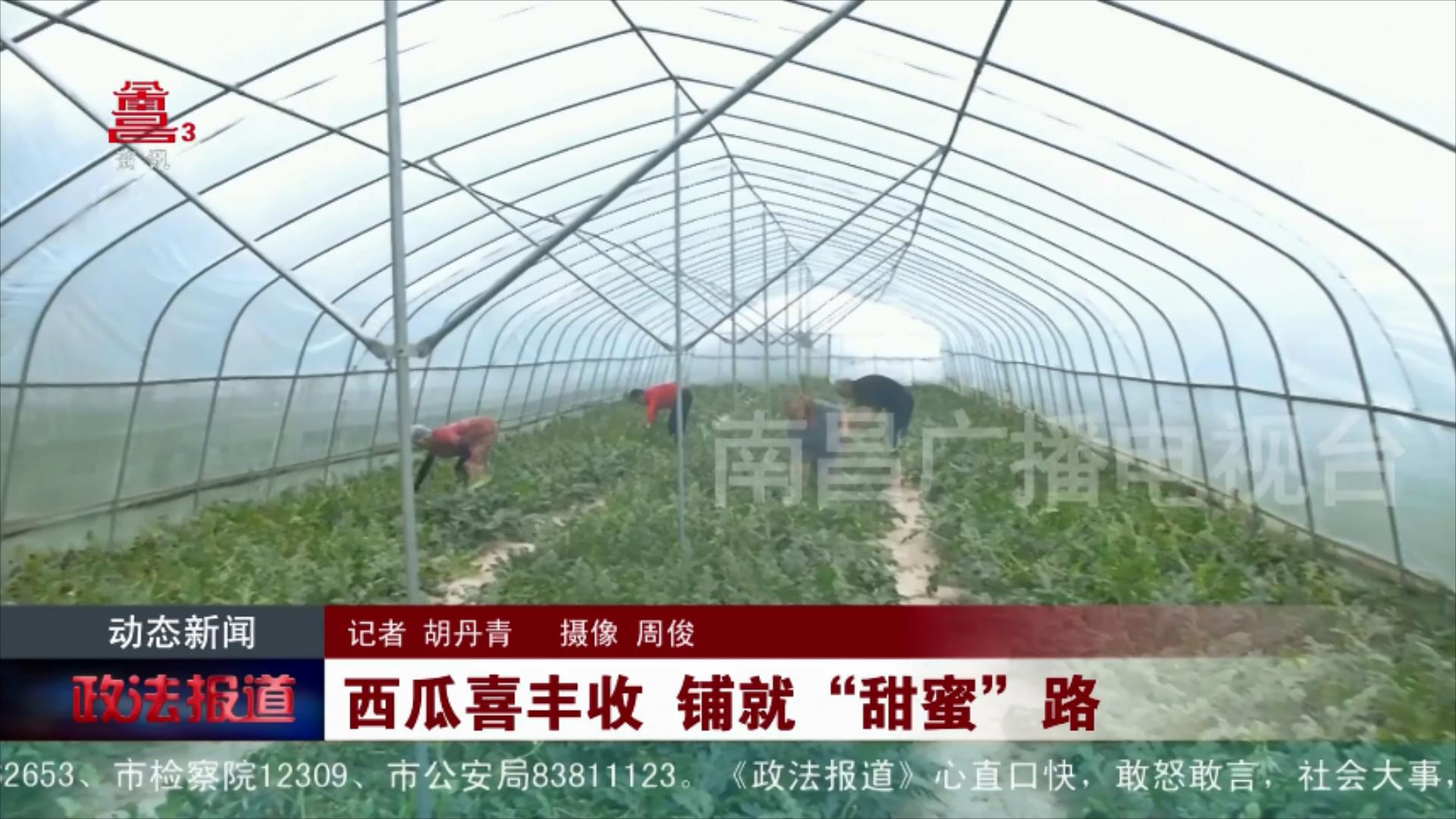 西瓜喜丰收 铺就“甜蜜“路