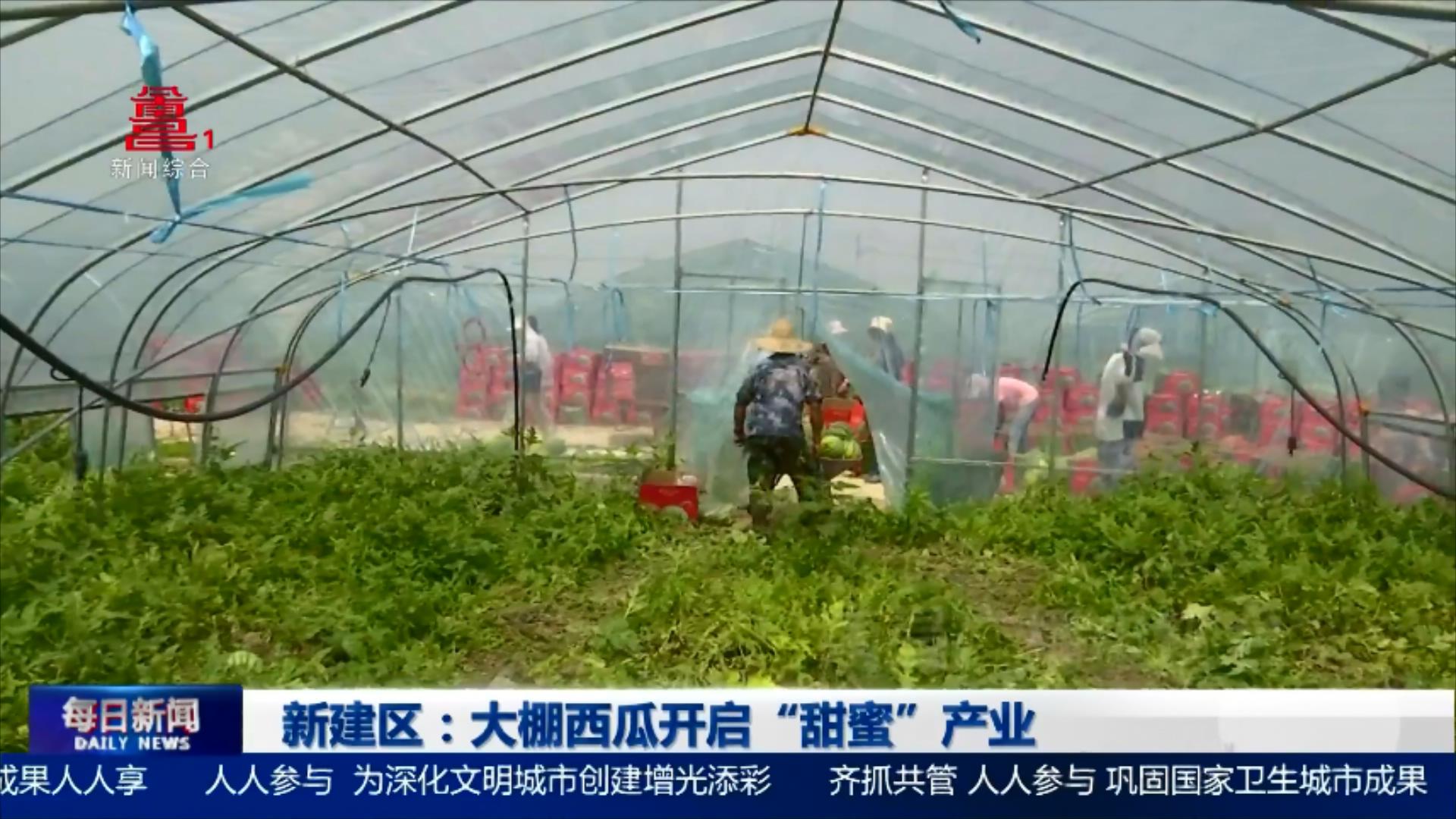 新建区：大棚西瓜开启“甜蜜”产业