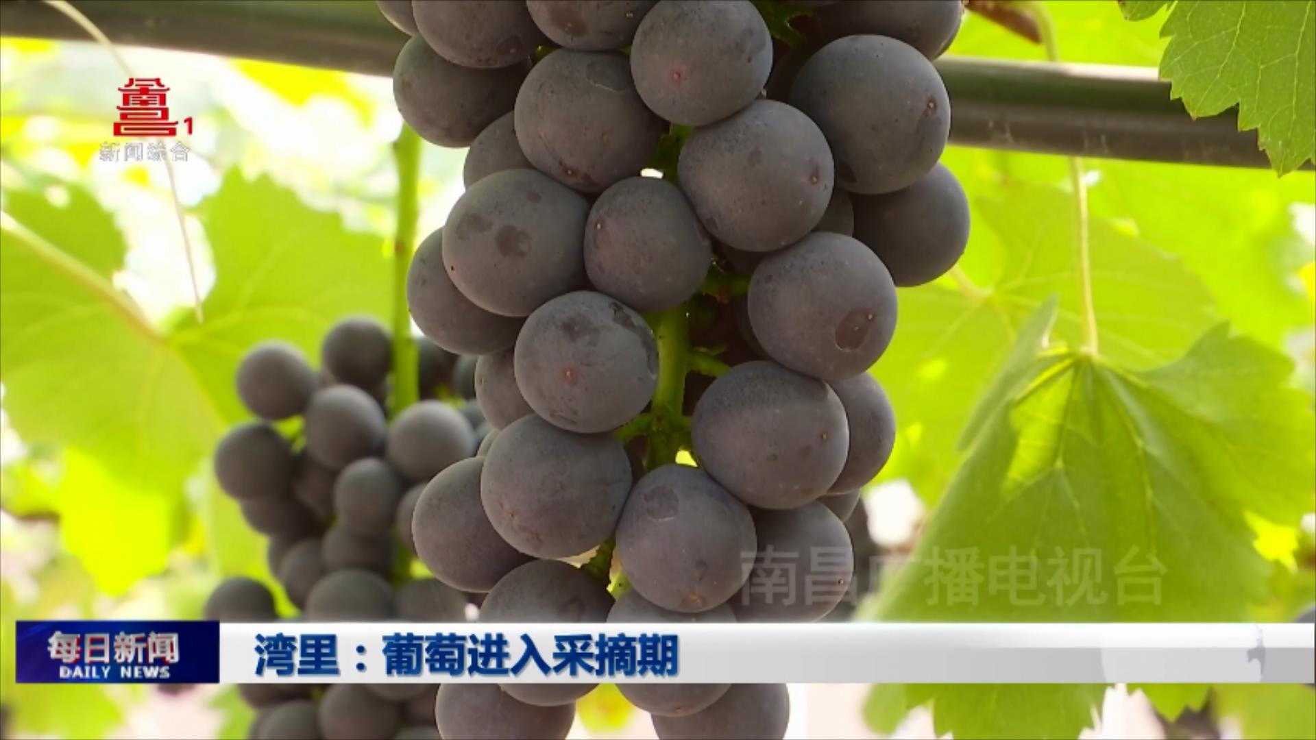 湾里：葡萄进入采摘期