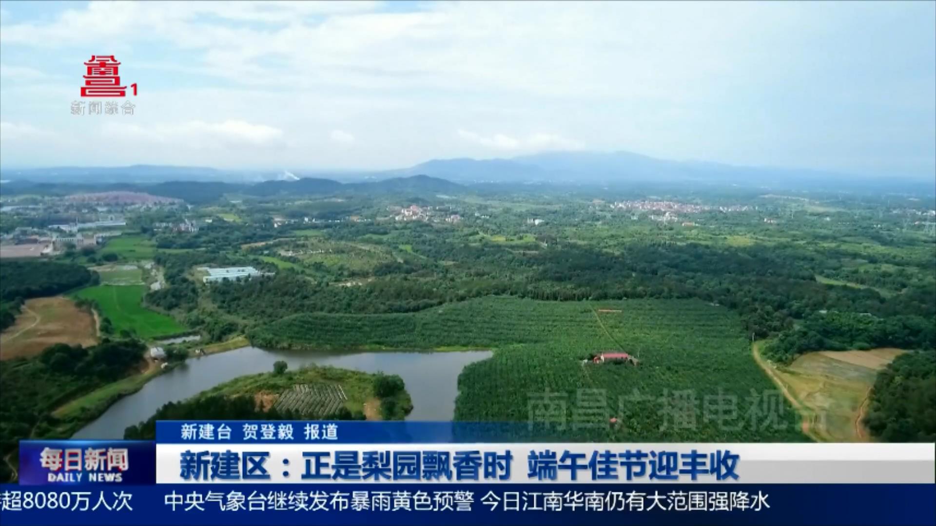新建区：正是梨园飘香时 端午佳节迎丰收