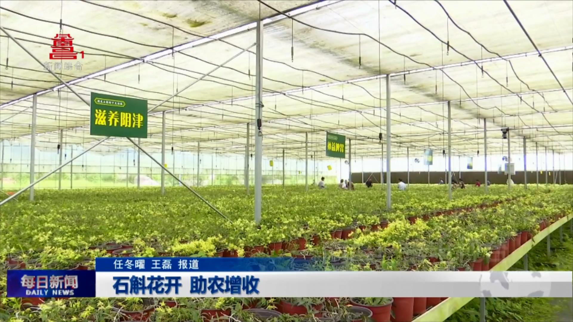 石斛花开 助农增收