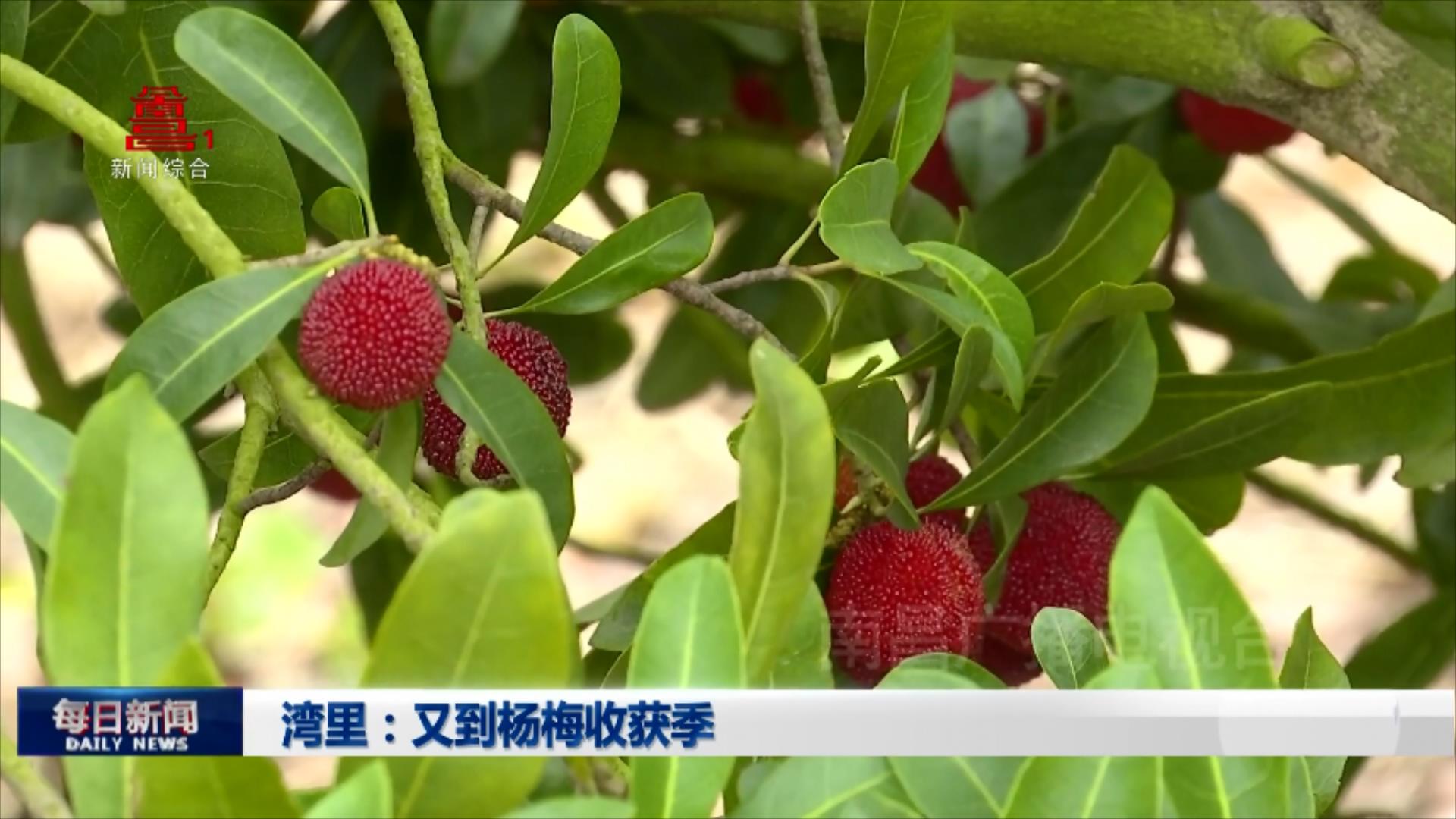 湾里：又到杨梅收获季