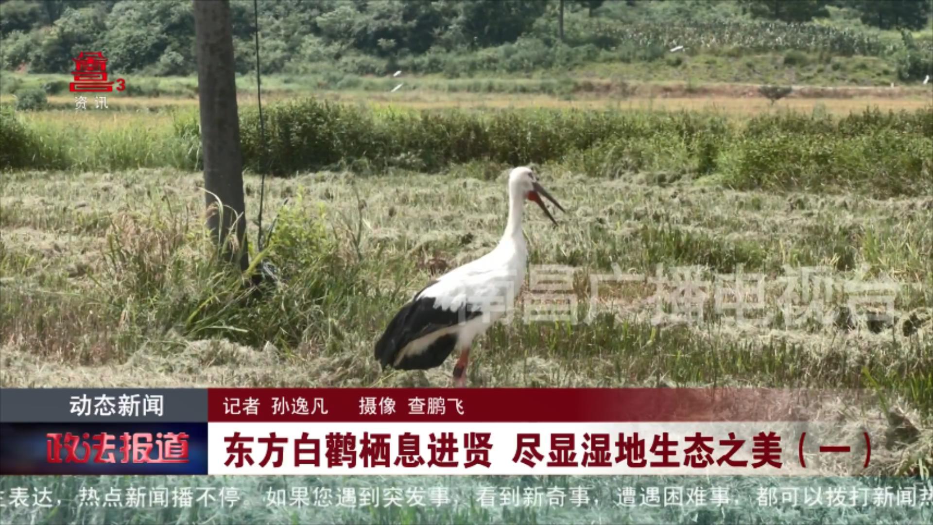 东方白鹳栖息进贤 尽显湿地生态之美