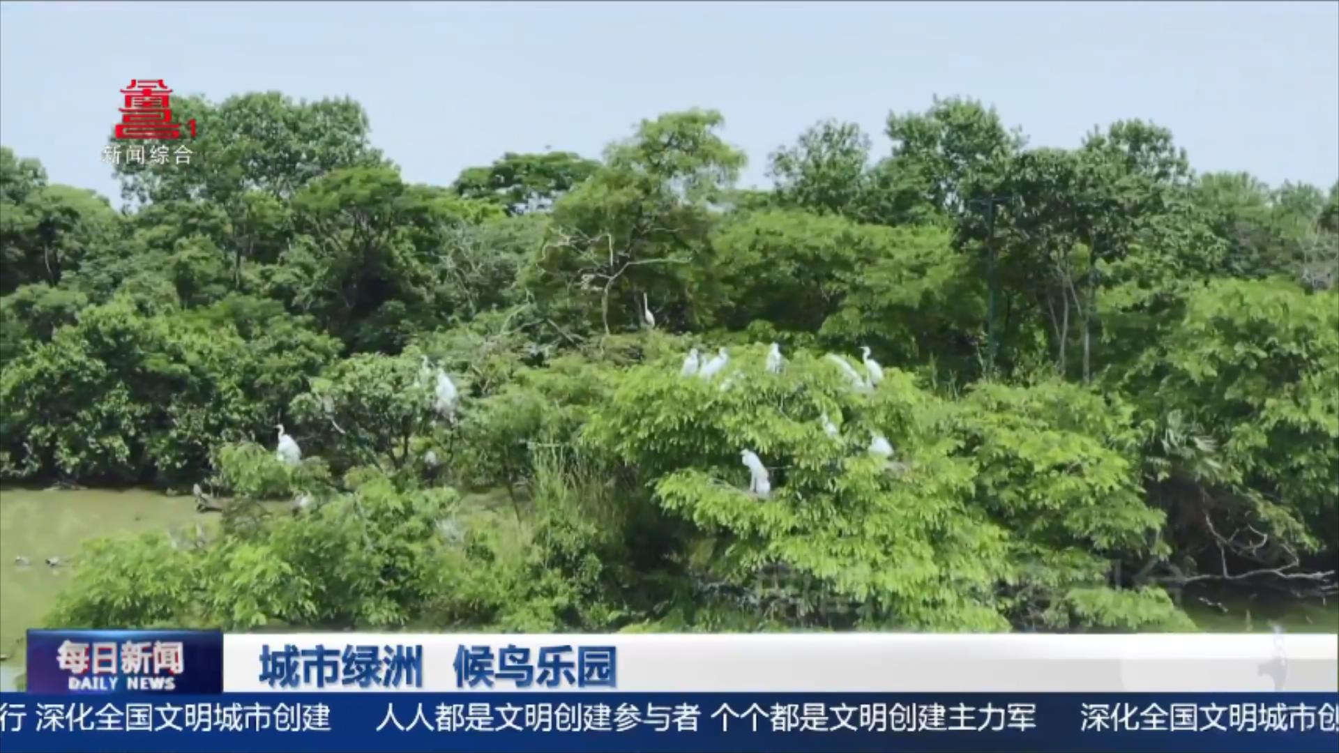 城市绿洲   候鸟乐园