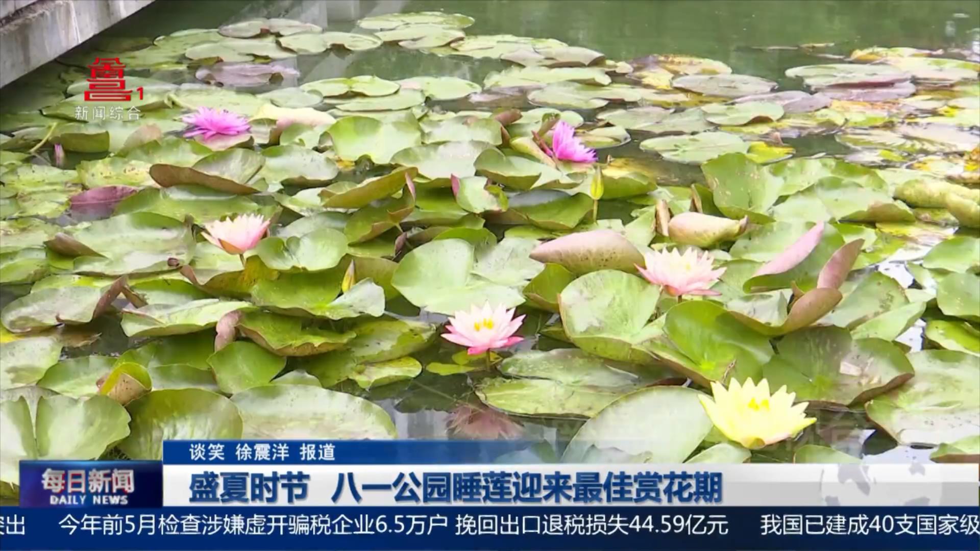 盛夏时节 八一公园睡莲迎来最佳赏花期