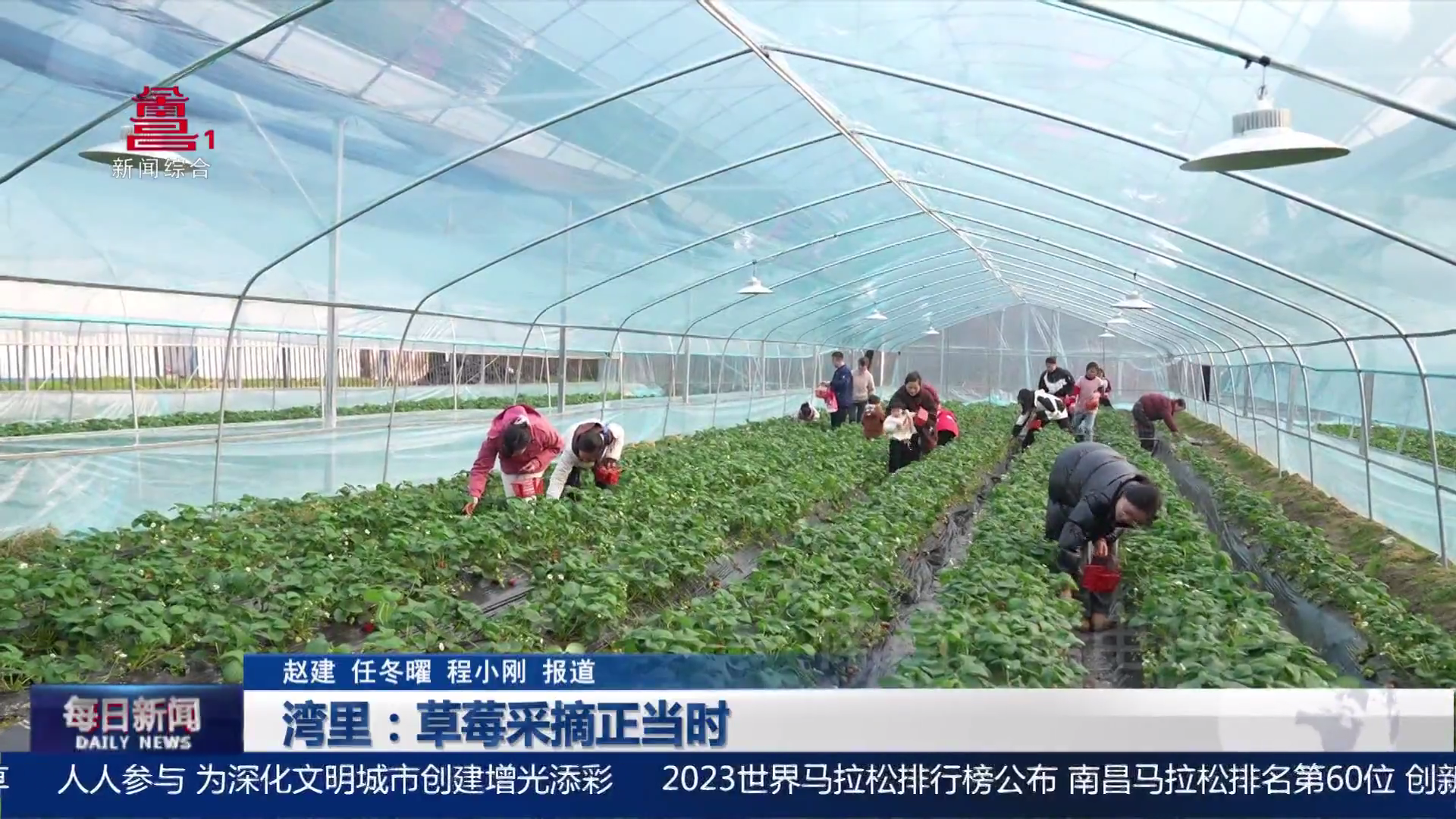 湾里：草莓采摘正当时