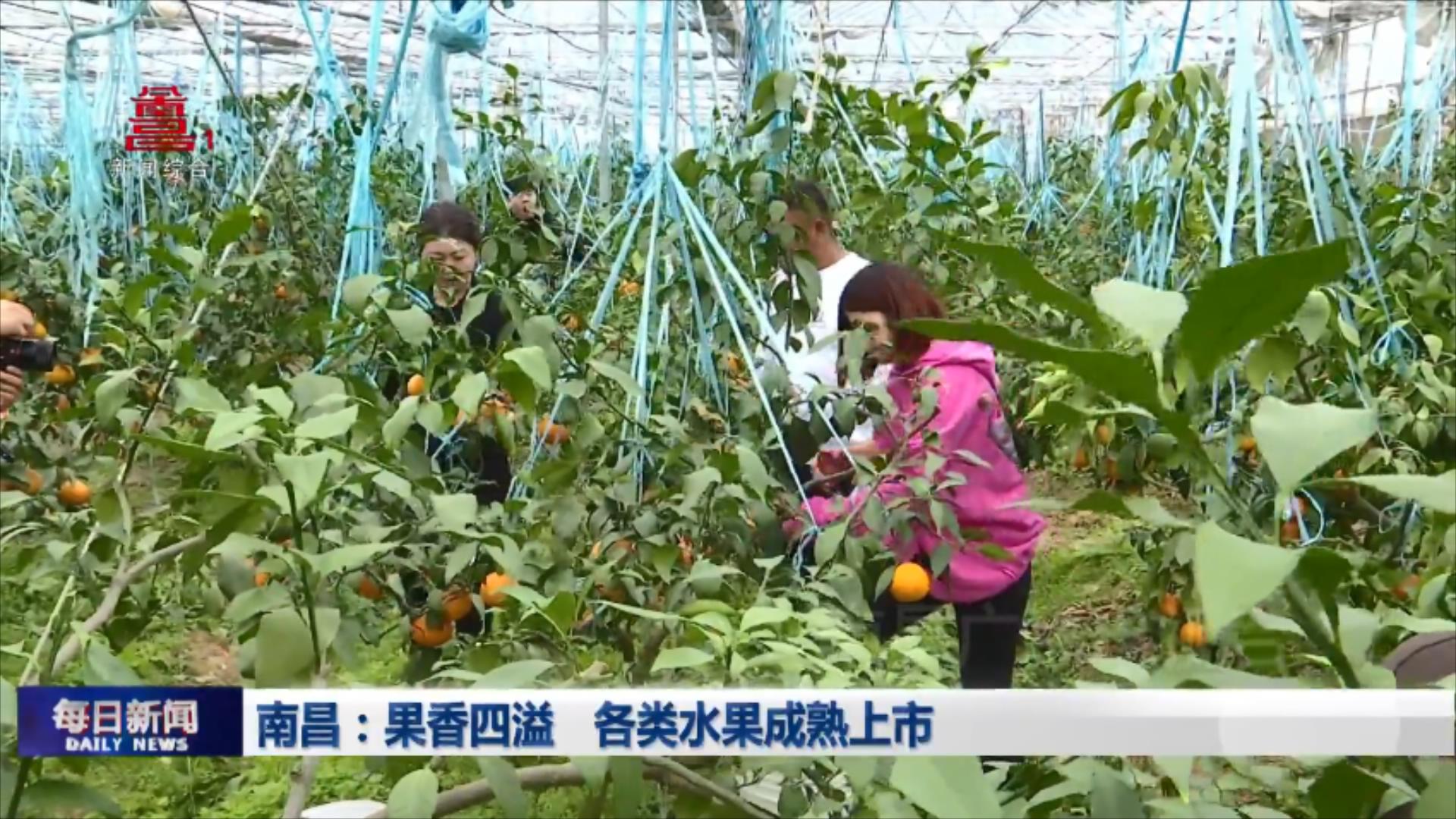 南昌：果香四溢  各类水果成熟上市