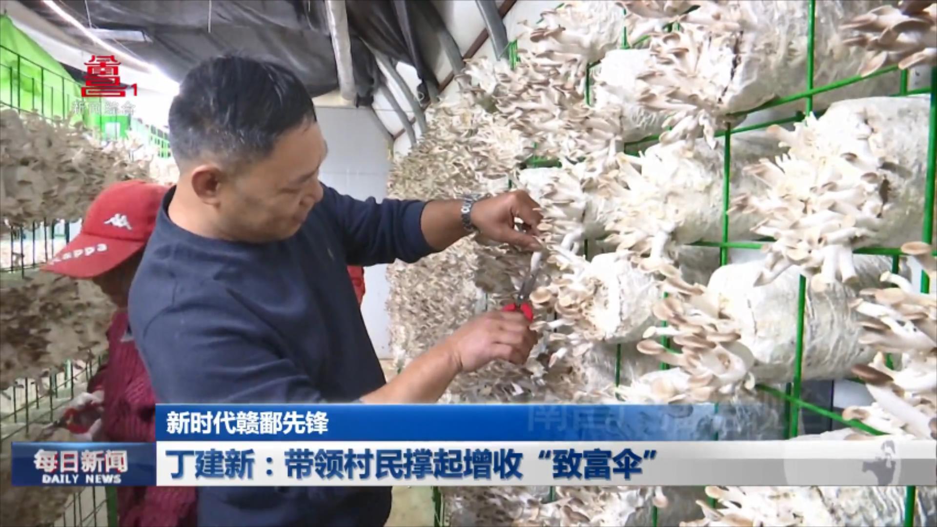 丁建新：带领村民撑起增收“致富伞”