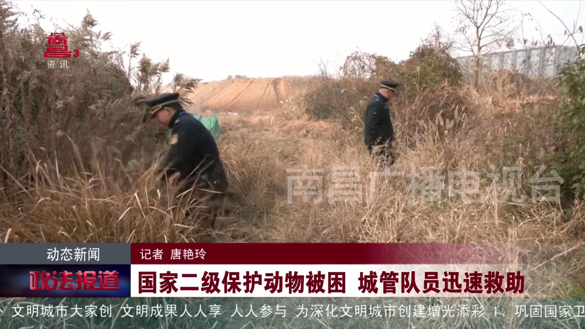 国家二级保护动物被困 城管队员迅速救助