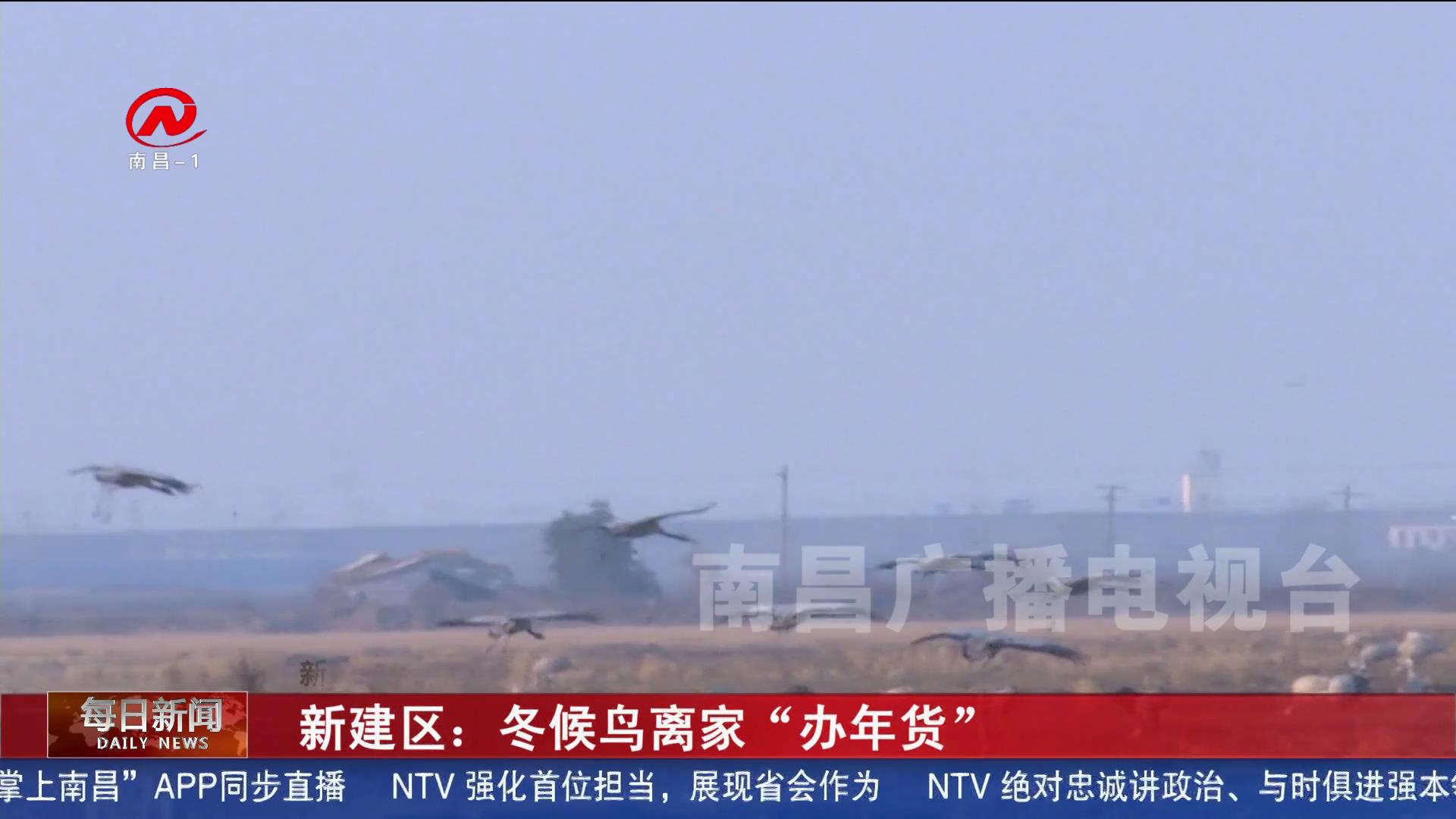 新建区：冬候鸟离家“办年货”
