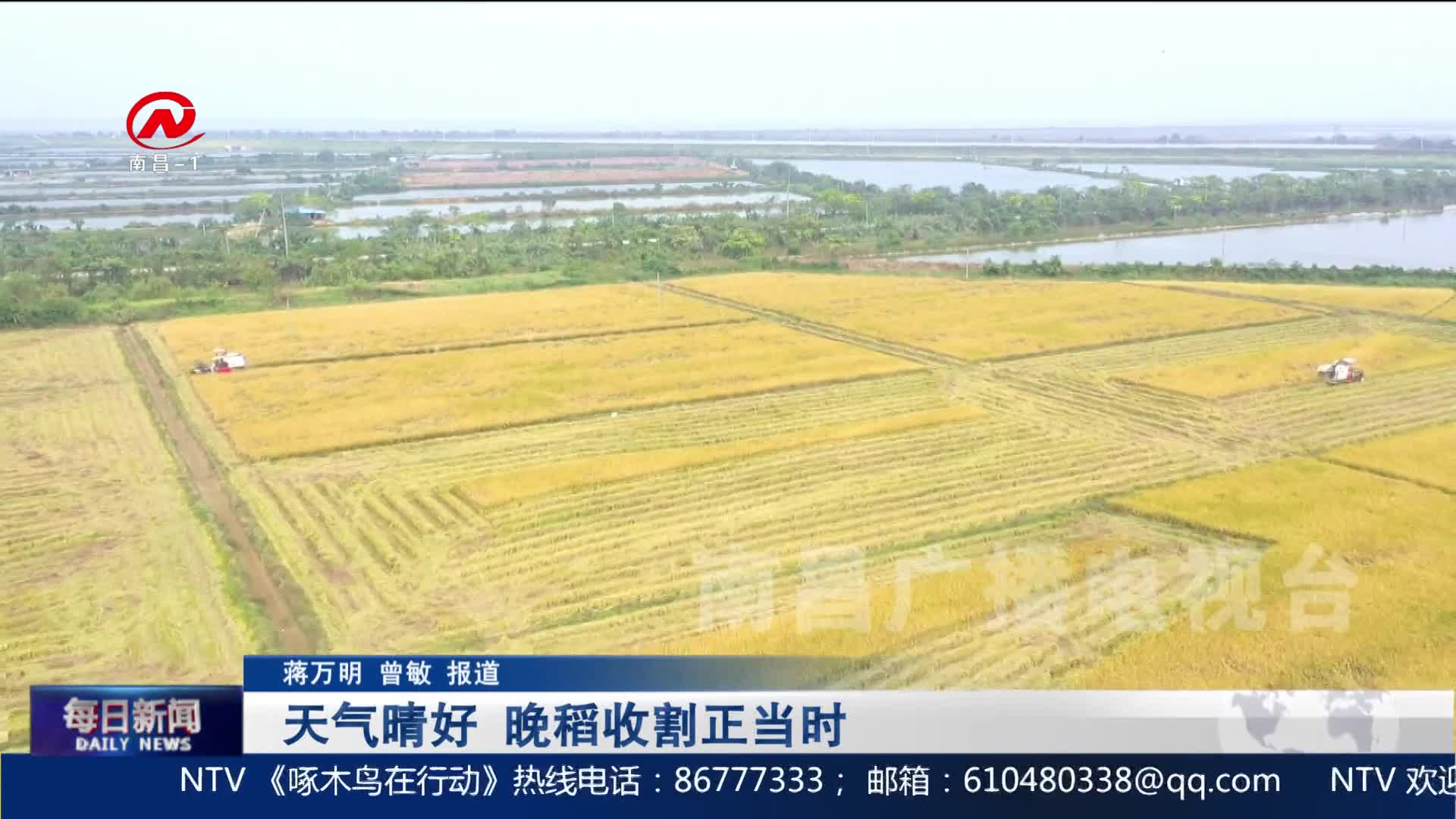 天气晴好 晚稻收割正当时