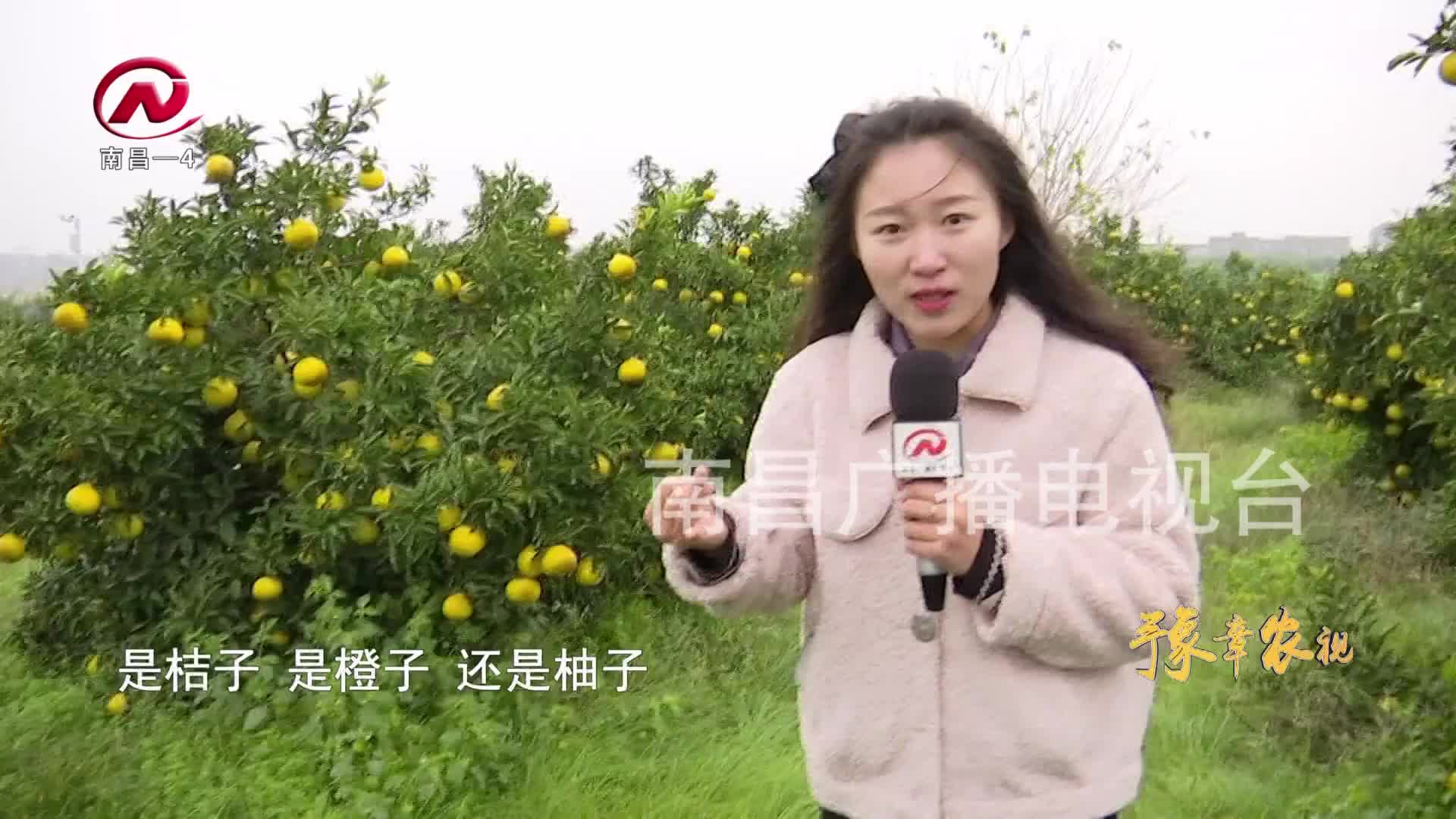 【豫章农视】春香柚大丰收 农户采摘忙