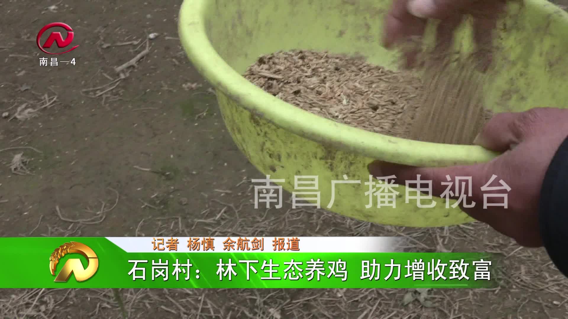 【豫章农视】石岗村：林下生态养鸡 助力增收致富