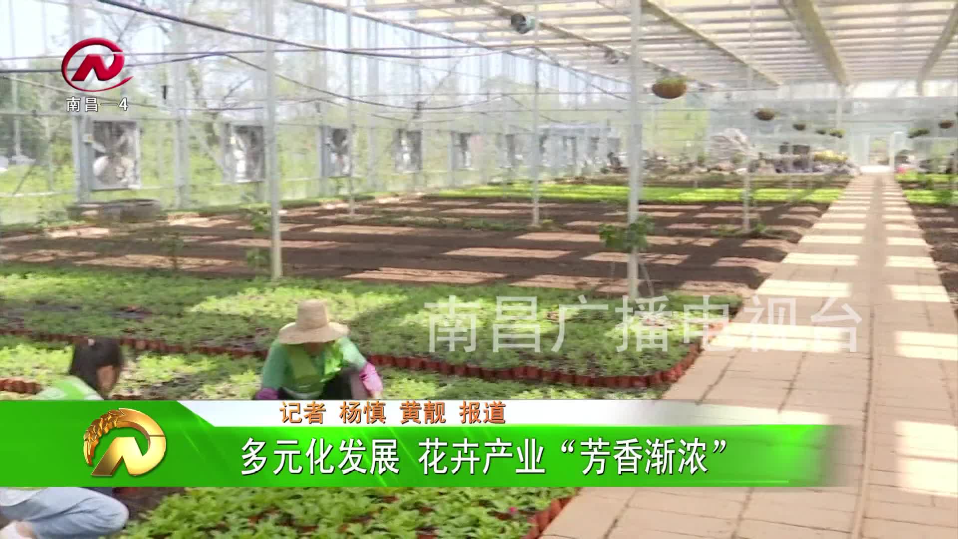 【豫章农视】多元化发展 花卉产业“芳香渐浓”