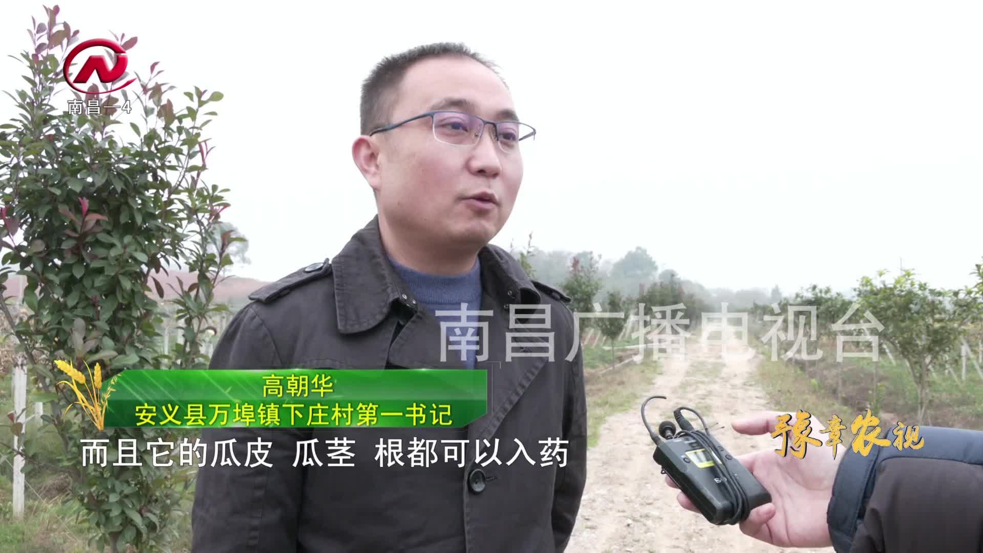 【豫章农视】瓜蒌丰收结出“致富果”特色农业促农增收